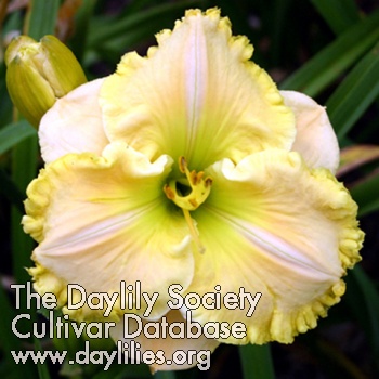 Daylily Memories of Mother